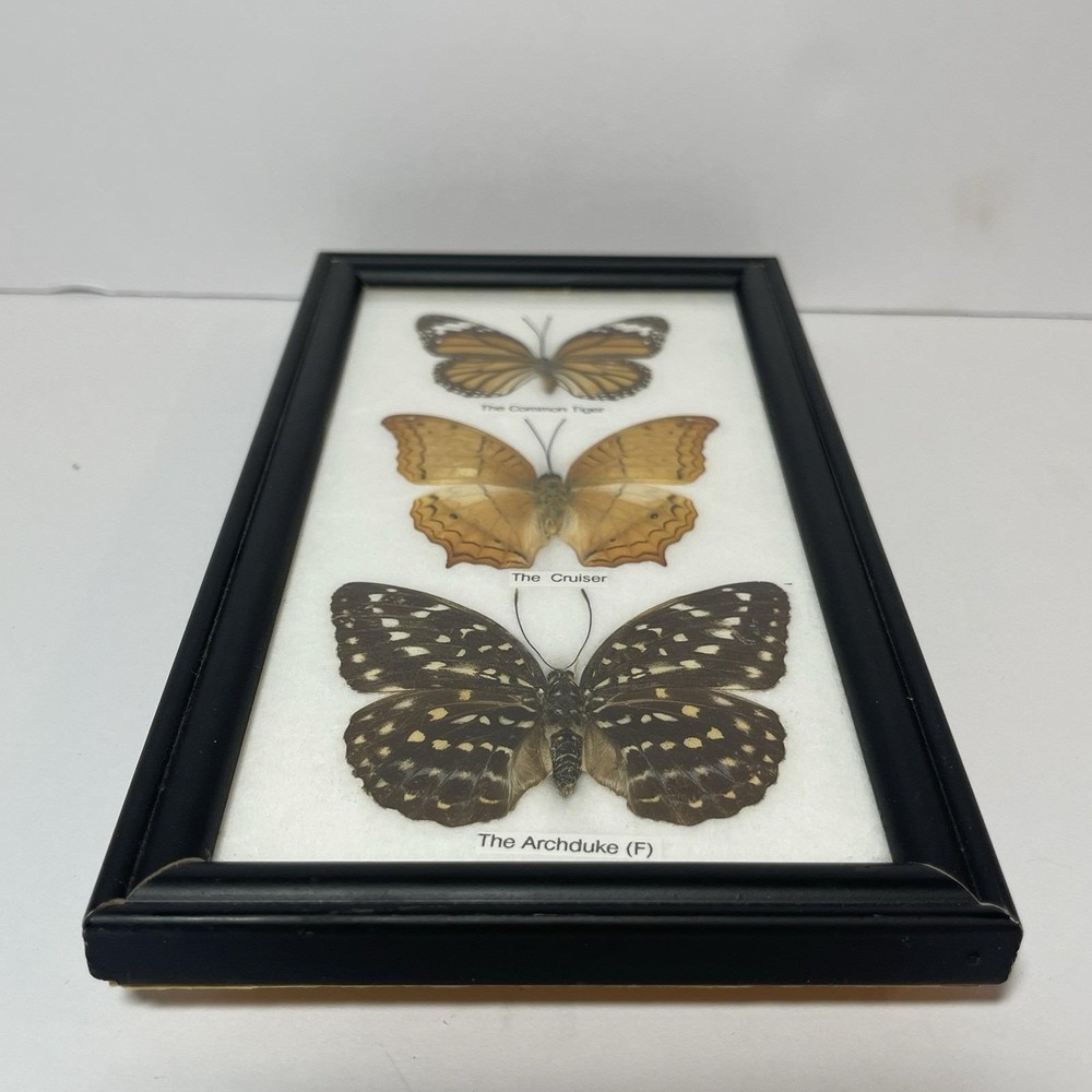 REAL LIFE: Framed Butterflies Specimens Common Tiger Cruiser Archduke 8" Vintage - Picture 11 of 12
